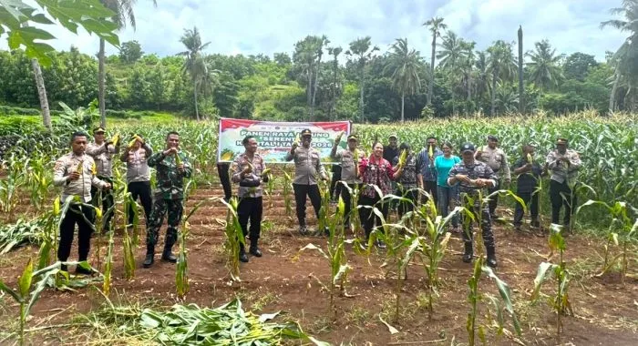 Wabup Rote Ndao Pimpin Panen Raya Jagung Serentak, Perkuat Ketahanan Pangan Daerah