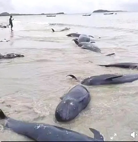 Fenomena Puluhan Paus Pilot Terdampar di Pantai Mbadokai Rote Ndao, Penyebab Masih Diteliti
