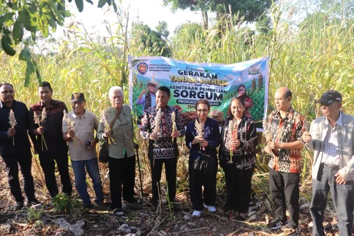 Bupati Rote Ndao Pimpin Panen Raya Sorgum dan Pembelian Perdana Hasil Panen di Desa Daiama